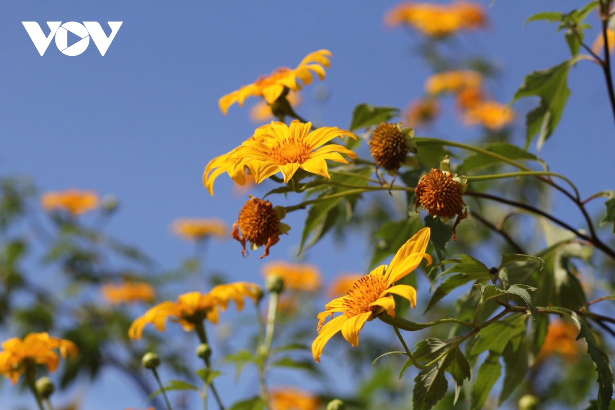 Ngắm sắc v&agrave;ng rực rỡ của d&atilde; quỳ Chư Đang Ya- Ảnh 5.