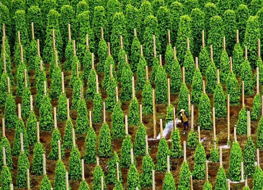 Là "thủ phủ" sản xuất toàn cầu, Việt Nam thu về hơn 1 tỷ USD từ loại sản vật này: Mỹ, Trung, Ấn và 120 quốc gia liên tục chốt đơn- Ảnh 1. Là "thủ phủ" sản xuất toàn cầu, Việt Nam thu về hơn 1 tỷ USD từ loại sản vật này: Mỹ, Trung, Ấn và 120 quốc gia liên tục chốt đơn- Ảnh 1.