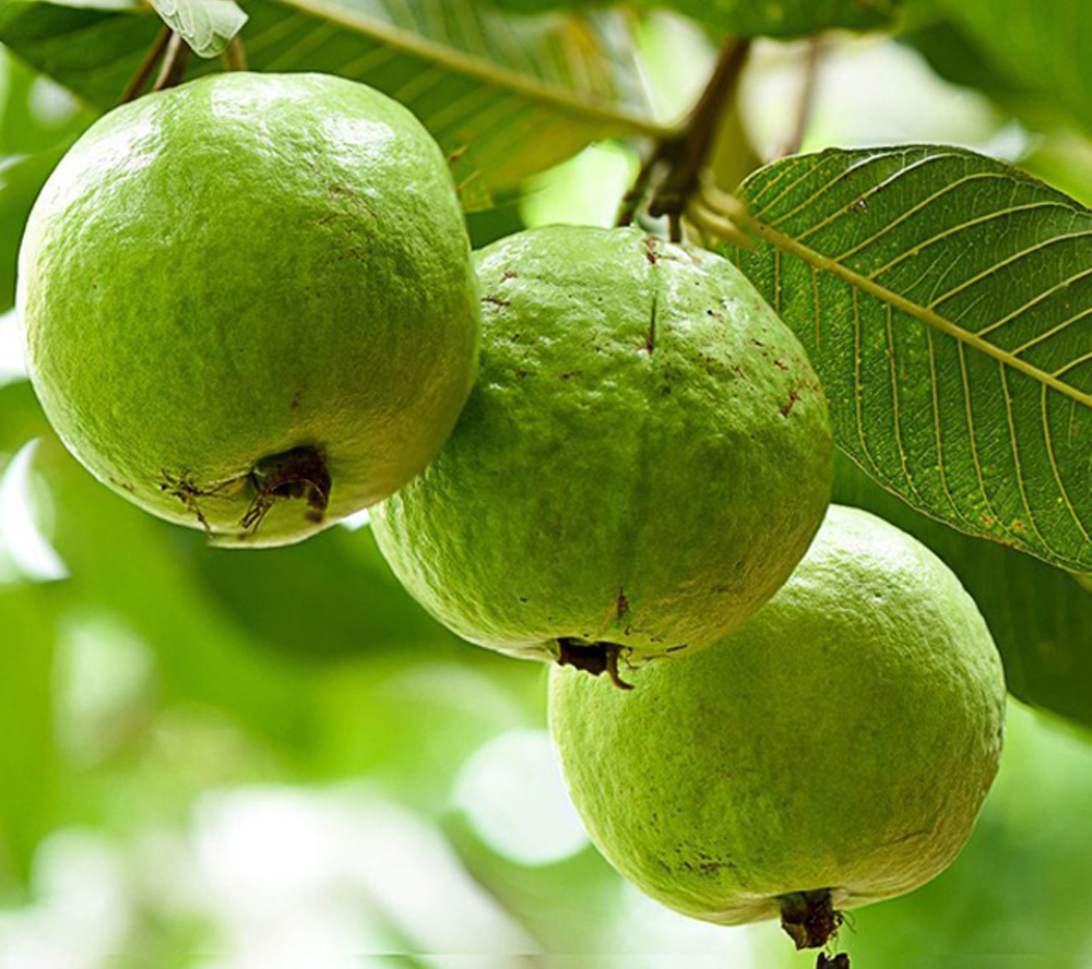 Không phải cam chanh, đây mới là 4 loại quả dẫn đầu về lượng vitamin C, bổ tim mạch, dưỡng sáng da: Việt Nam có bán nhiều- Ảnh 1. Không phải cam chanh, đây mới là 4 loại quả dẫn đầu về lượng vitamin C, bổ tim mạch, dưỡng sáng da: Việt Nam có bán nhiều- Ảnh 1.