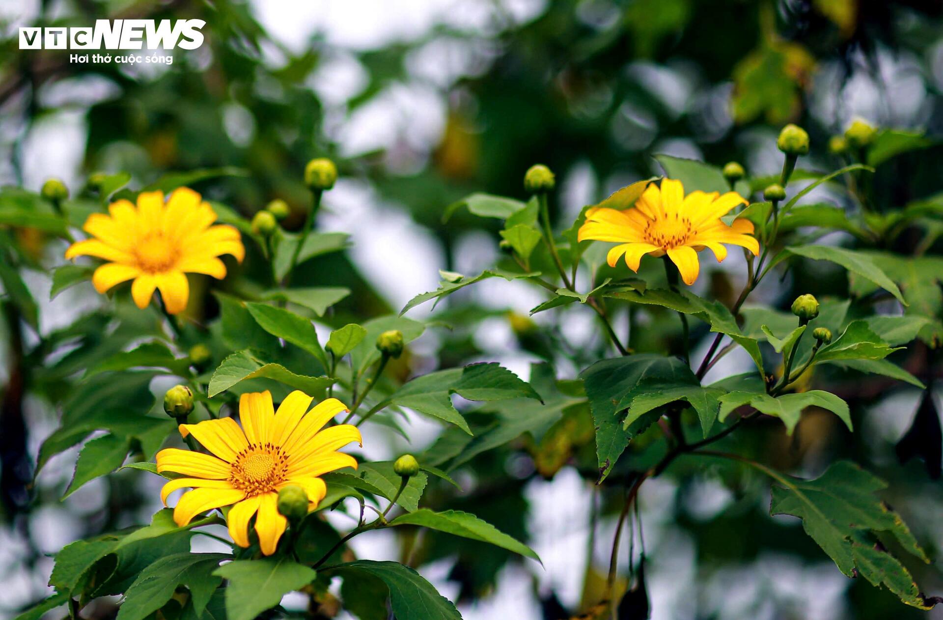 Hoa d&atilde; quỳ nhuộm v&agrave;ng rực rỡ khắp cung đường tr&ecirc;n cao nguy&ecirc;n L&acirc;m Đồng- Ảnh 1.