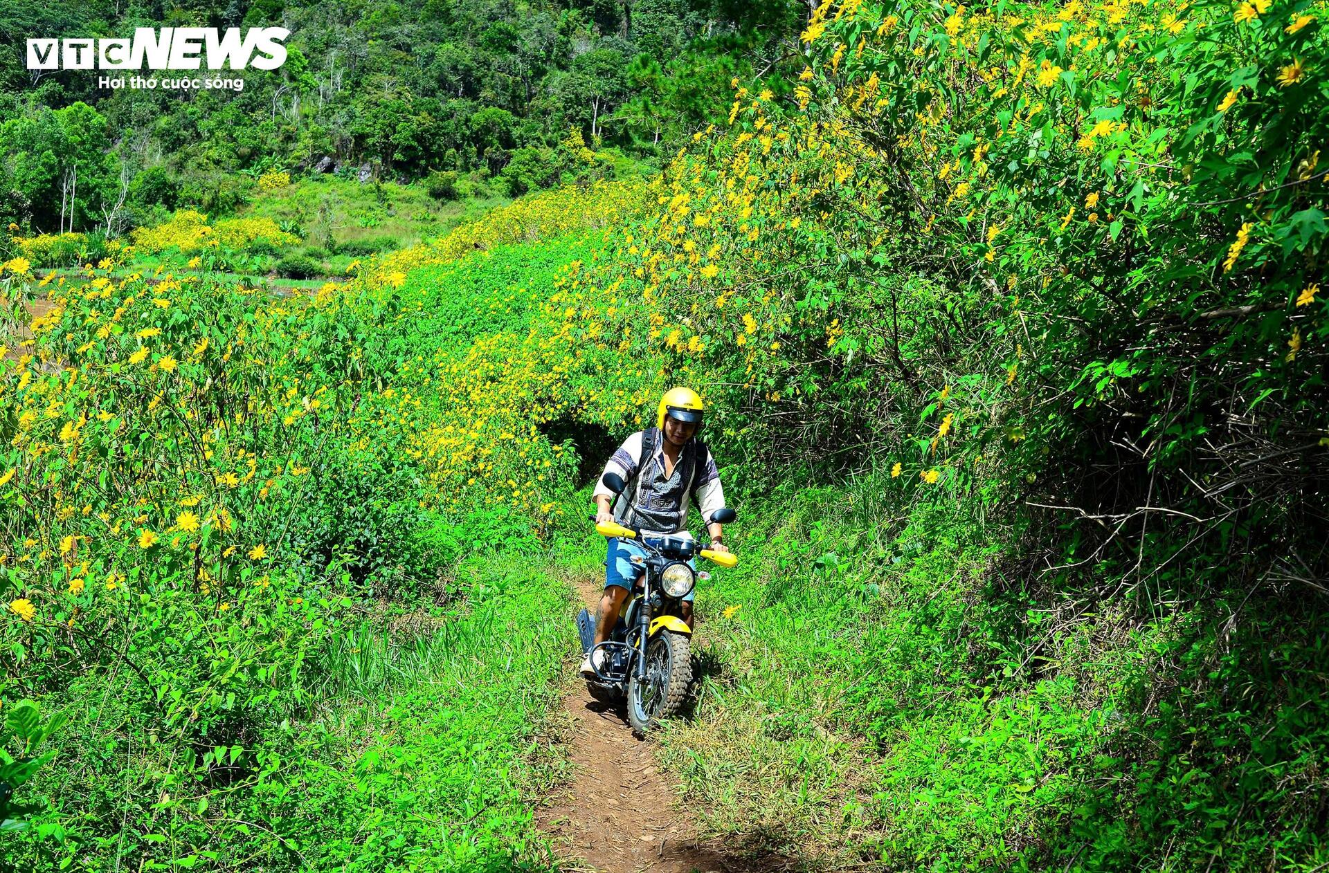 Hoa d&atilde; quỳ nhuộm v&agrave;ng rực rỡ khắp cung đường tr&ecirc;n cao nguy&ecirc;n L&acirc;m Đồng- Ảnh 10.