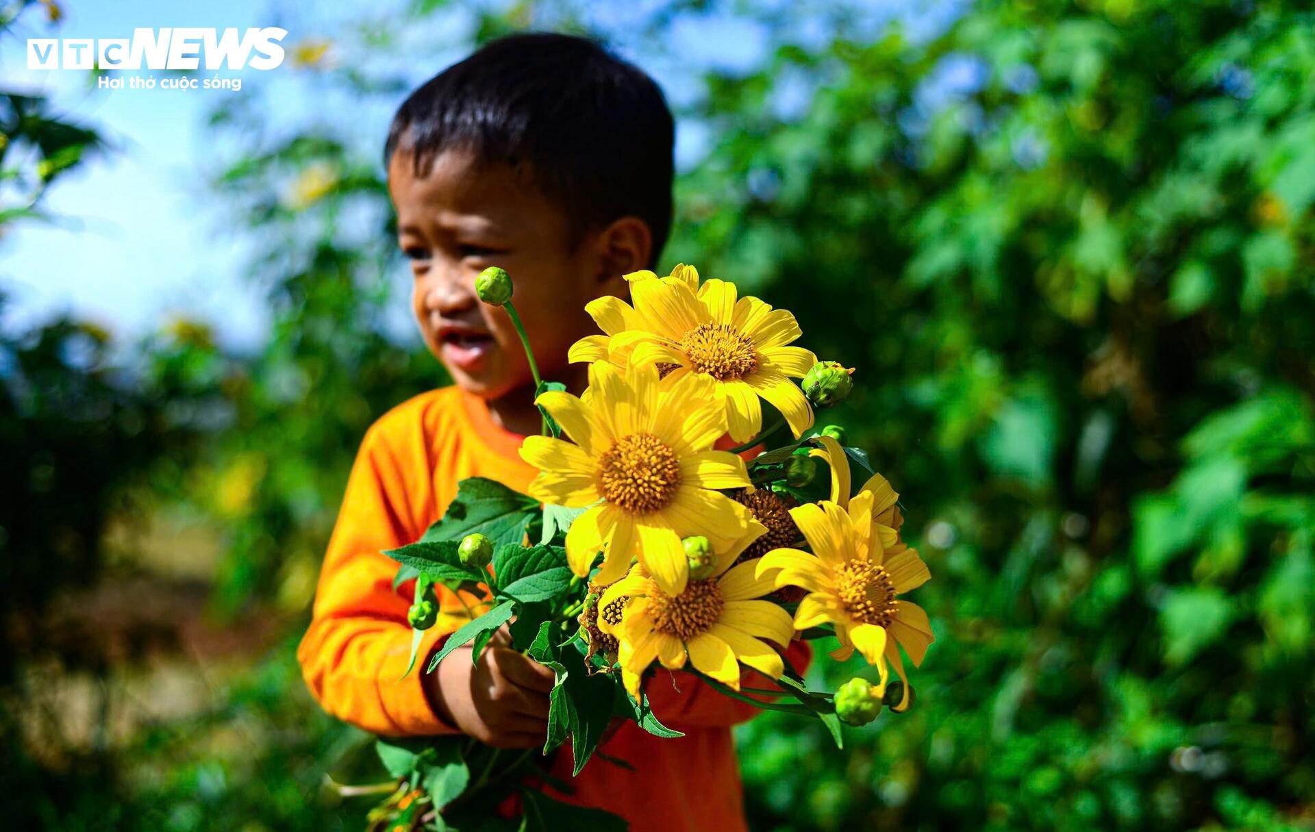 Hoa d&atilde; quỳ nhuộm v&agrave;ng rực rỡ khắp cung đường tr&ecirc;n cao nguy&ecirc;n L&acirc;m Đồng- Ảnh 5.