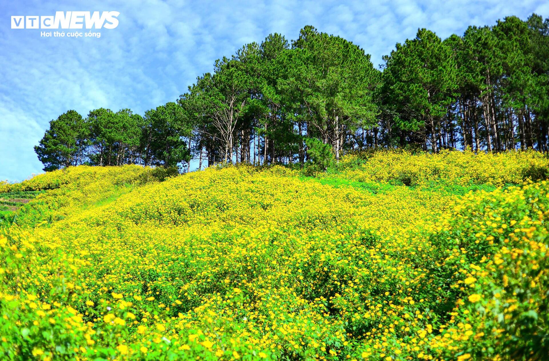 Hoa d&atilde; quỳ nhuộm v&agrave;ng rực rỡ khắp cung đường tr&ecirc;n cao nguy&ecirc;n L&acirc;m Đồng- Ảnh 3.