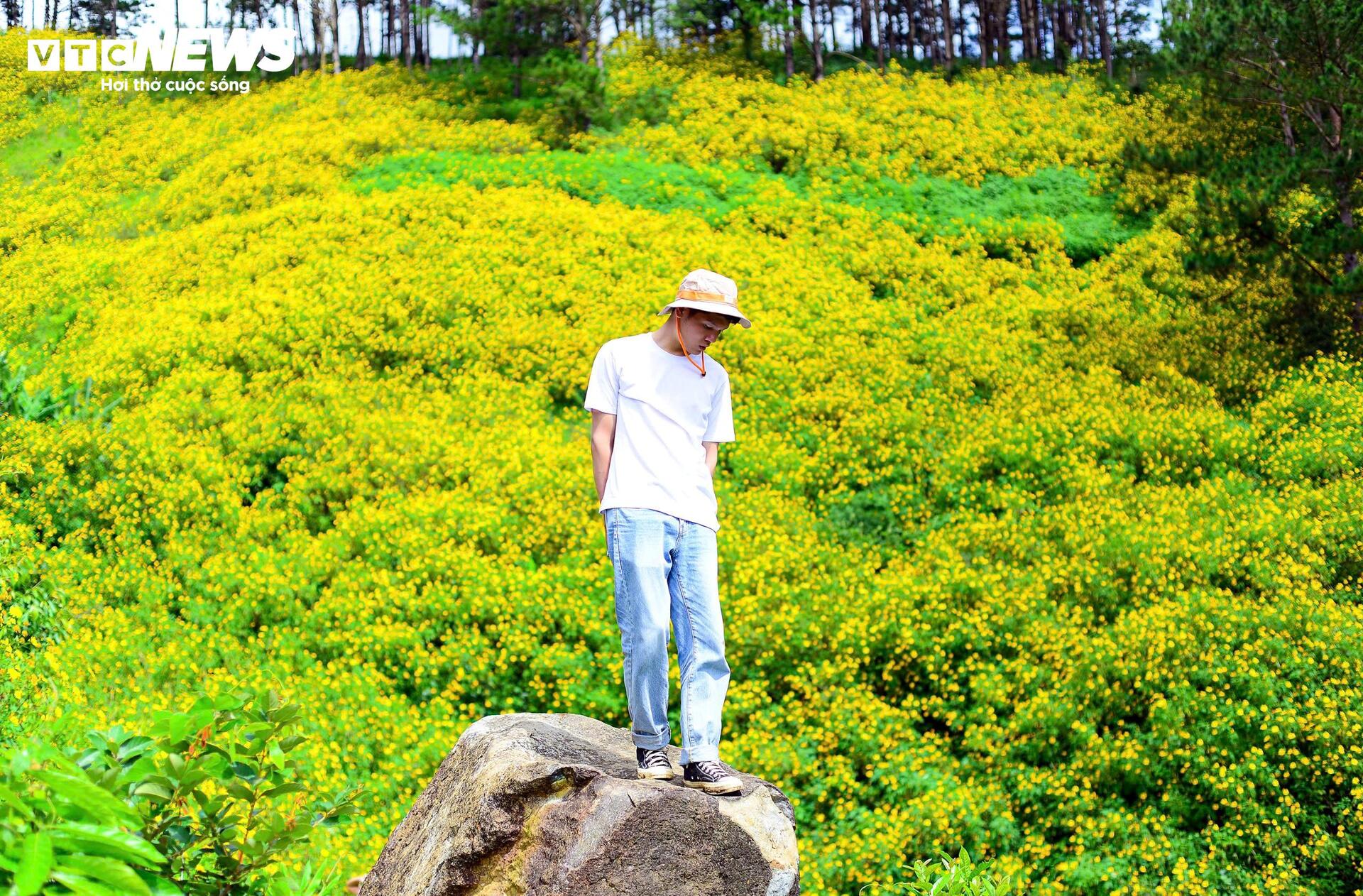 Hoa d&atilde; quỳ nhuộm v&agrave;ng rực rỡ khắp cung đường tr&ecirc;n cao nguy&ecirc;n L&acirc;m Đồng- Ảnh 9.