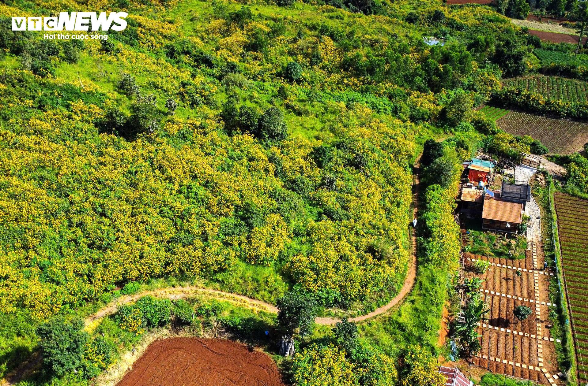 Hoa d&atilde; quỳ nhuộm v&agrave;ng rực rỡ khắp cung đường tr&ecirc;n cao nguy&ecirc;n L&acirc;m Đồng- Ảnh 2.