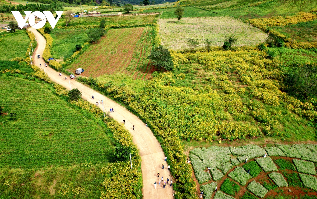 Ngắm sắc v&agrave;ng rực rỡ của d&atilde; quỳ Chư Đang Ya- Ảnh 2.