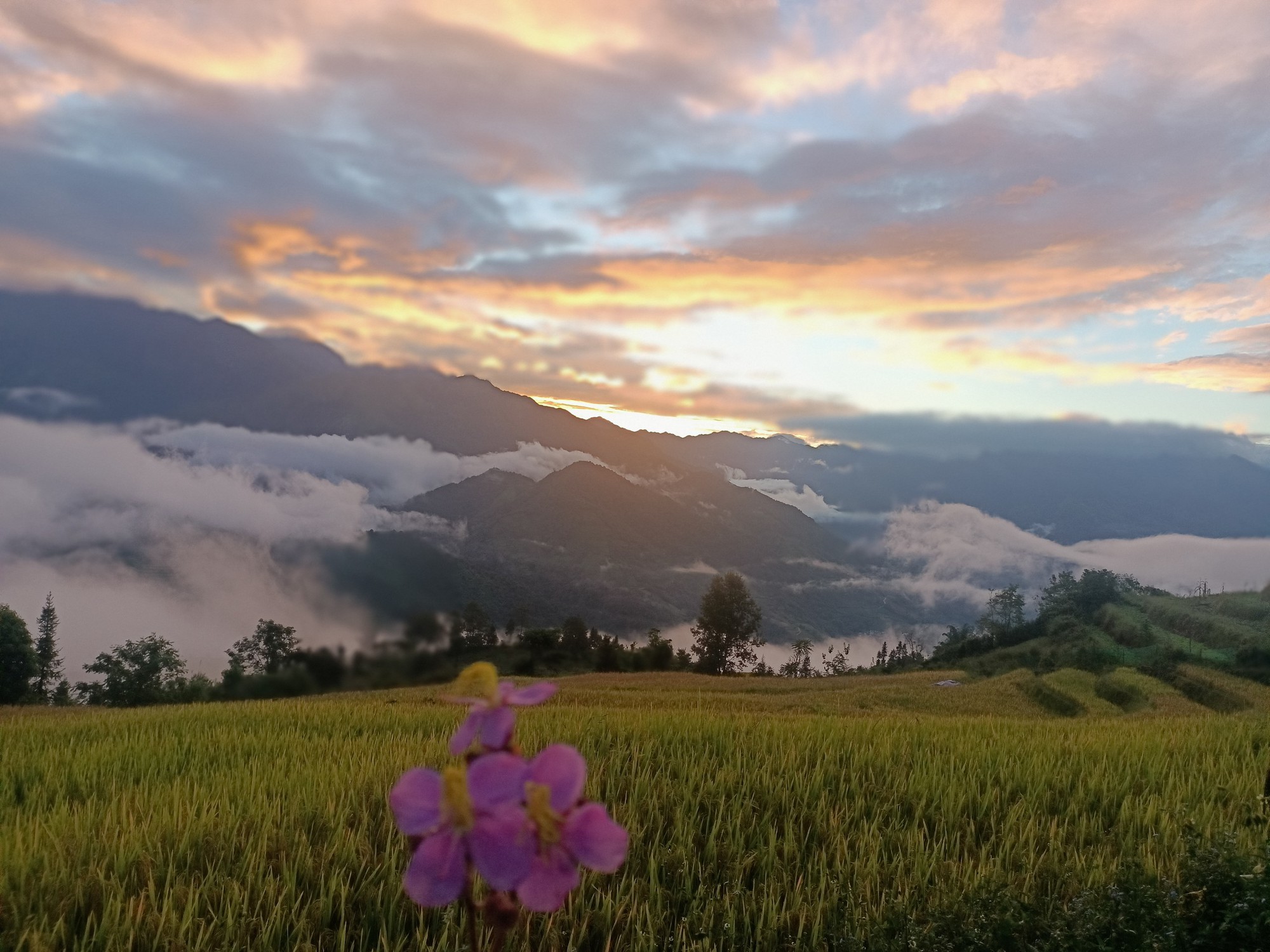 Việt Nam có 1 "ngôi làng trên mây" nằm ở độ cao hơn 2.000m nhưng ít người biết: Cách Sa Pa khoảng 80km, cảnh đẹp như chốn bồng lai tiên cảnh- Ảnh 3.