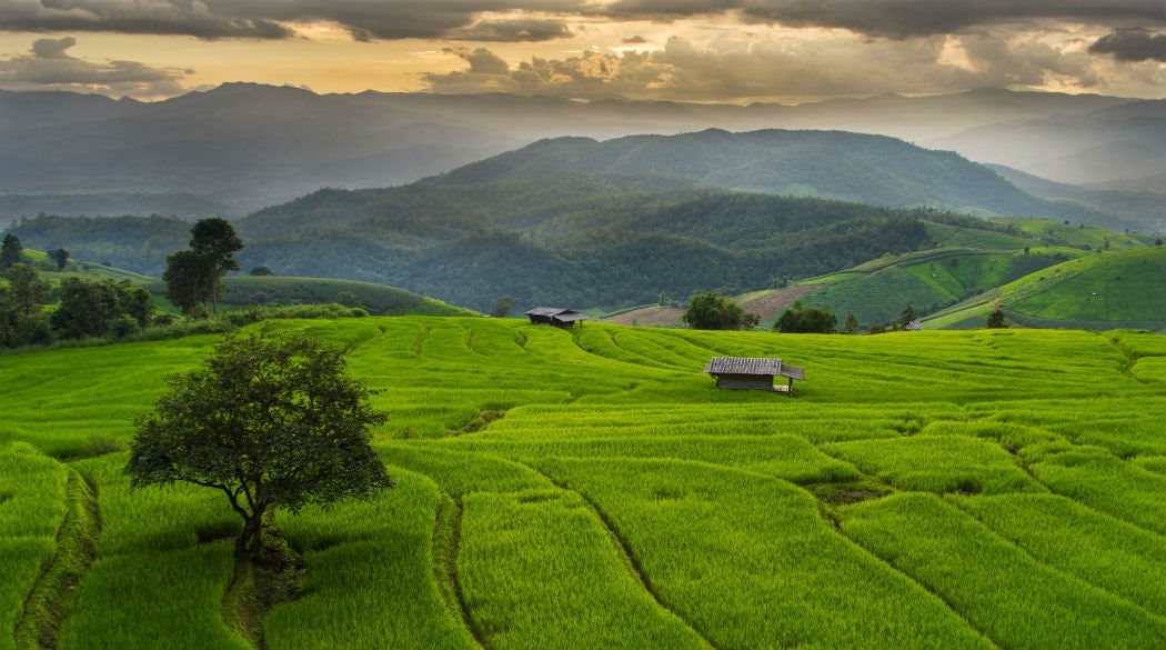 Cạnh tranh cùng một mặt hàng, Việt Nam dự tính xuất ít hơn Thái Lan, nhưng bán được giá cao hơn hẳn- Ảnh 2.