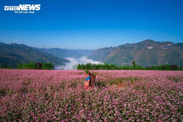 Thảo nguyên ở Hà Giang đẹp như 'Thụy Sĩ thu nhỏ' giữa mùa hoa tam giác mạch- Ảnh 2.