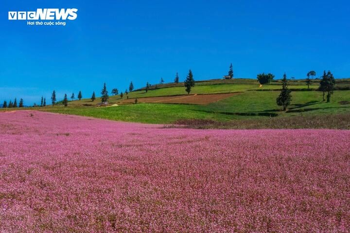 Thảo nguyên ở Hà Giang đẹp như 'Thụy Sĩ thu nhỏ' giữa mùa hoa tam giác mạch- Ảnh 1.