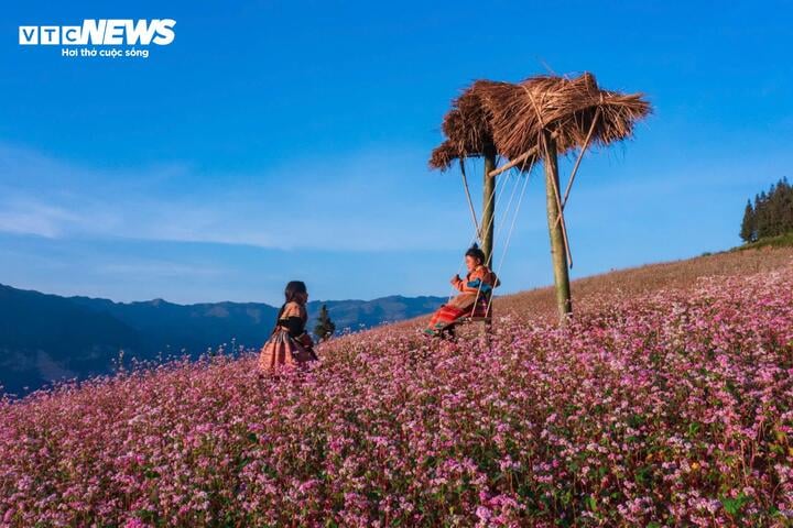 Thảo nguyên ở Hà Giang đẹp như 'Thụy Sĩ thu nhỏ' giữa mùa hoa tam giác mạch- Ảnh 4.