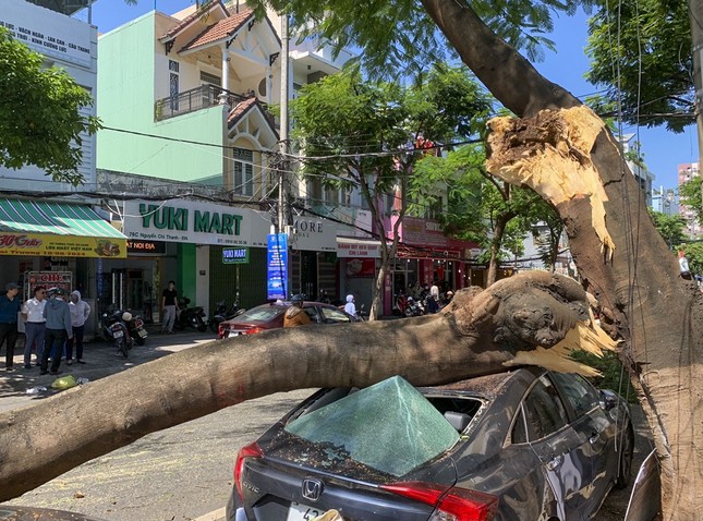 Cây xanh bất ngờ ngã đổ đè trúng ô tô trên đường ở Đà Nẵng- Ảnh 2.