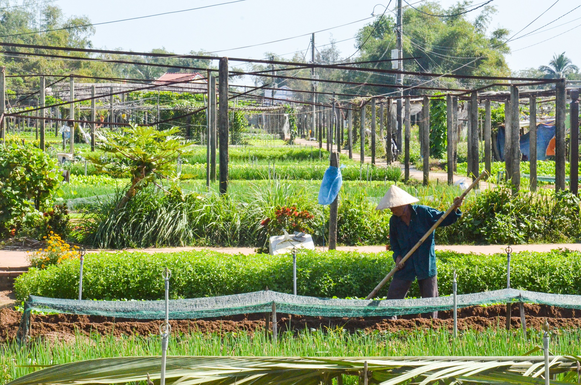 Có gì tại làng rau 400 tuổi ở Hội An vừa trở thành Làng du lịch tốt nhất thế giới?- Ảnh 15.