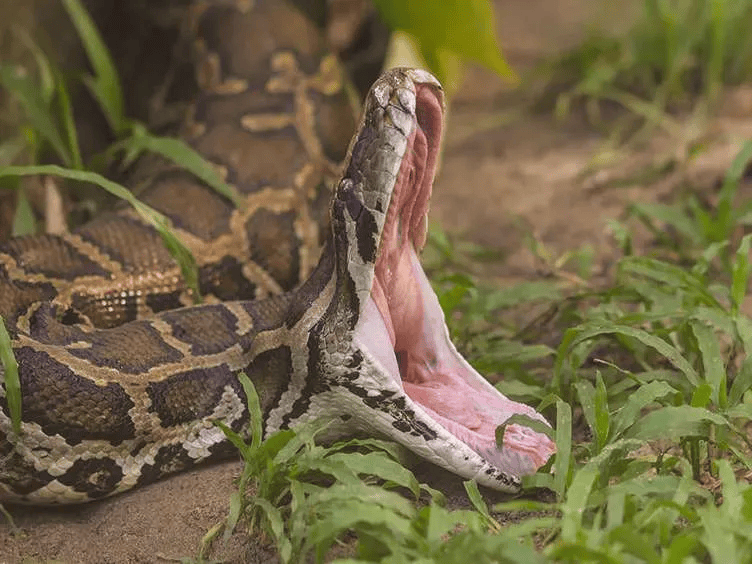 Đào đường, công nhân đụng độ trăn Anaconda khổng lồ có 'khối u' kỳ dị: Không thể tin về thứ nó đã nuốt- Ảnh 2.