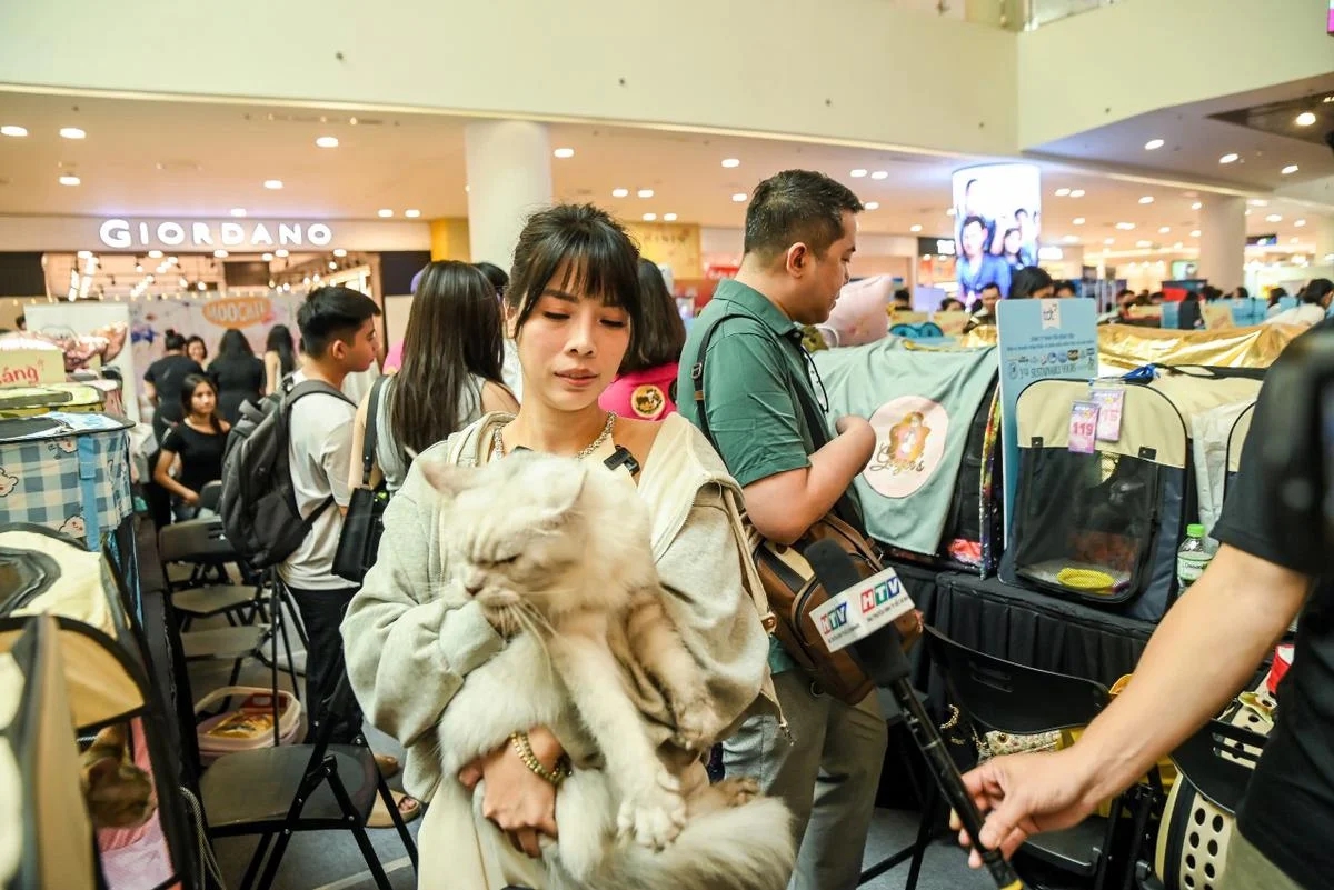 Con m&egrave;o trị gi&aacute; 500 triệu đồng ở H&agrave; Nội c&oacute; g&igrave; đặc biệt m&agrave; được săn đ&oacute;n như ng&ocirc;i sao?- Ảnh 4.