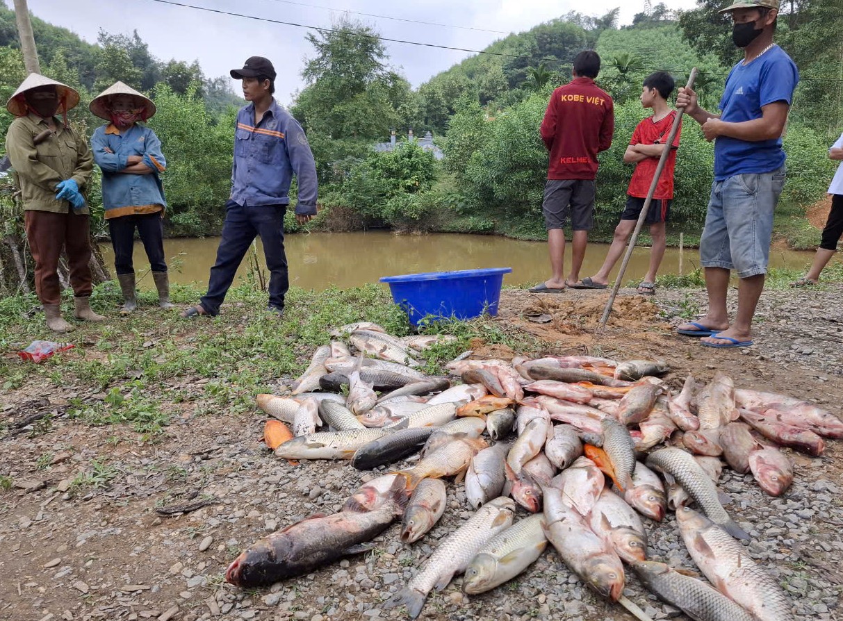 Cá của nhiều hộ dân chết hàng loạt, nghi bị đầu độc bằng hóa chất- Ảnh 1.