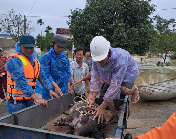 Nhiều nhà dân ở Quảng Ngãi chìm trong biển nước, miền núi sạt lở- Ảnh 3.