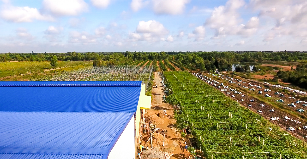 Loại quả bình dân làm nên tinh túy trên bàn ăn của người Việt vươn tầm quốc tế đến với các thị trường- Ảnh 18.