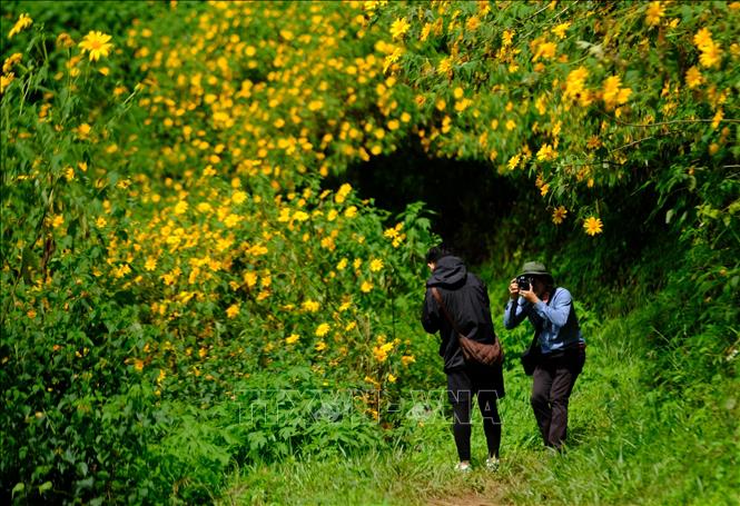 Hoa dã quỳ rực nở ở Đà Lạt- Ảnh 4.