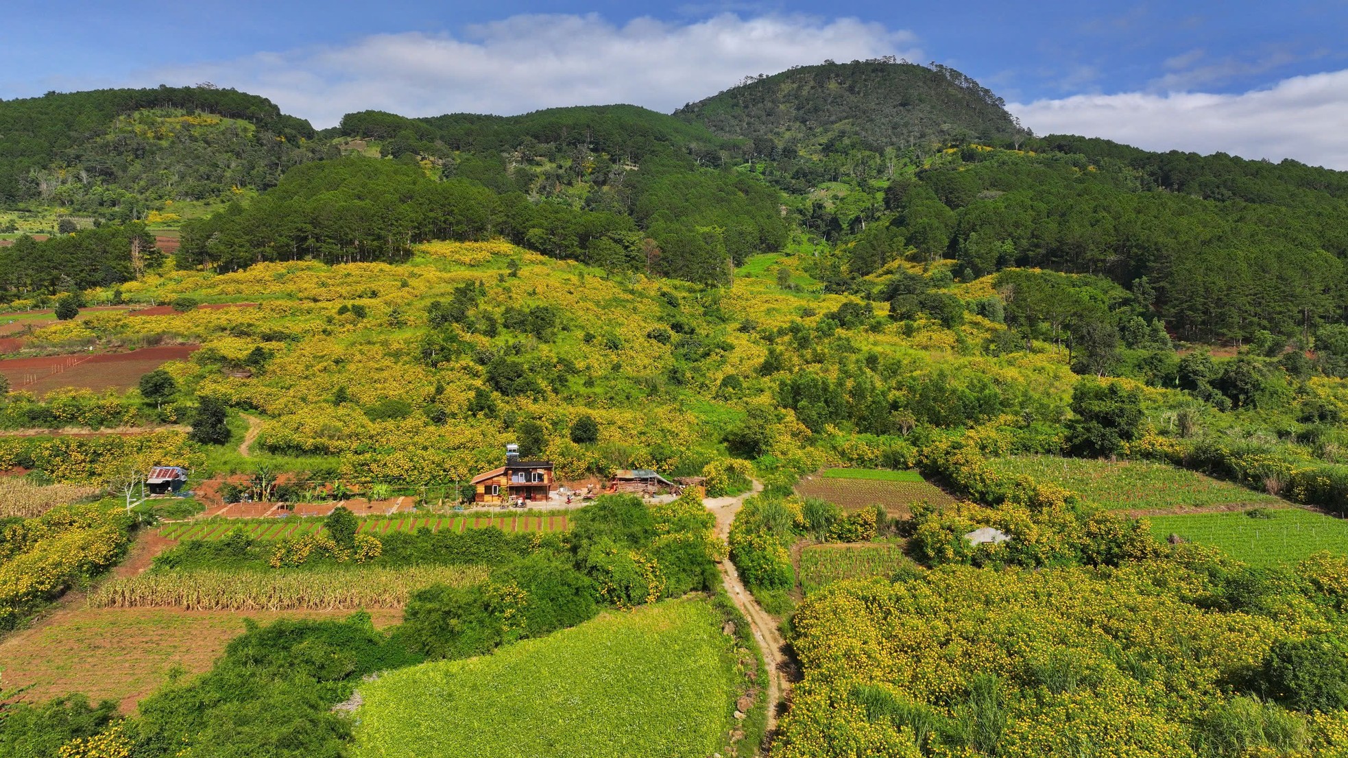 Hoa dã quỳ nở rộ, cao nguyên Lâm Đồng đẹp như trong tranh- Ảnh 6.