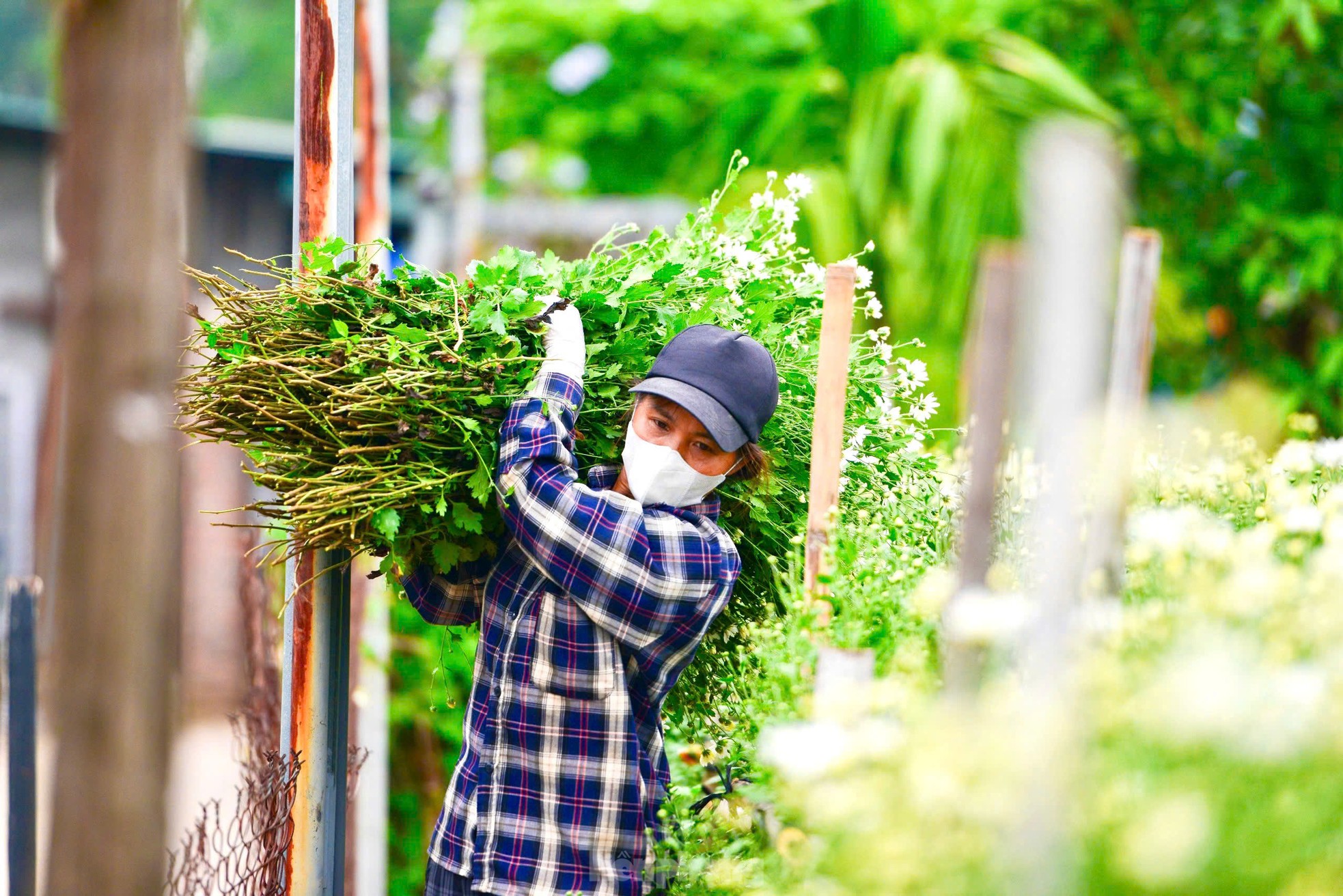 Vườn cúc họa mi hiếm hoi sống sót sau bão Yagi bung nở, khoe sắc- Ảnh 9.