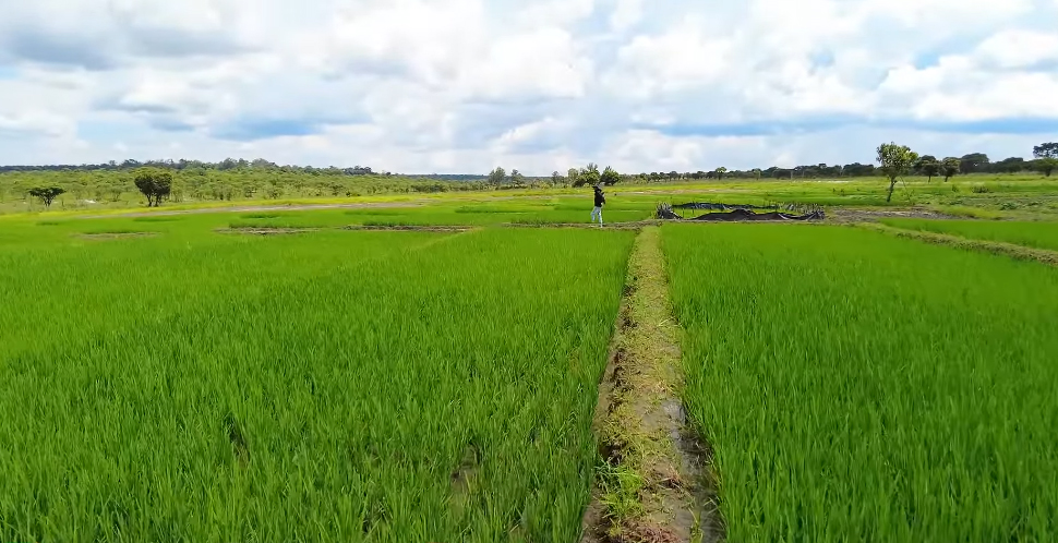 Ruộng lúa Việt Nam ở châu Phi bỗng mắc bệnh lạ, đàn ngan bị chết một nửa khiến chủ trang trại thẫn thờ- Ảnh 4.