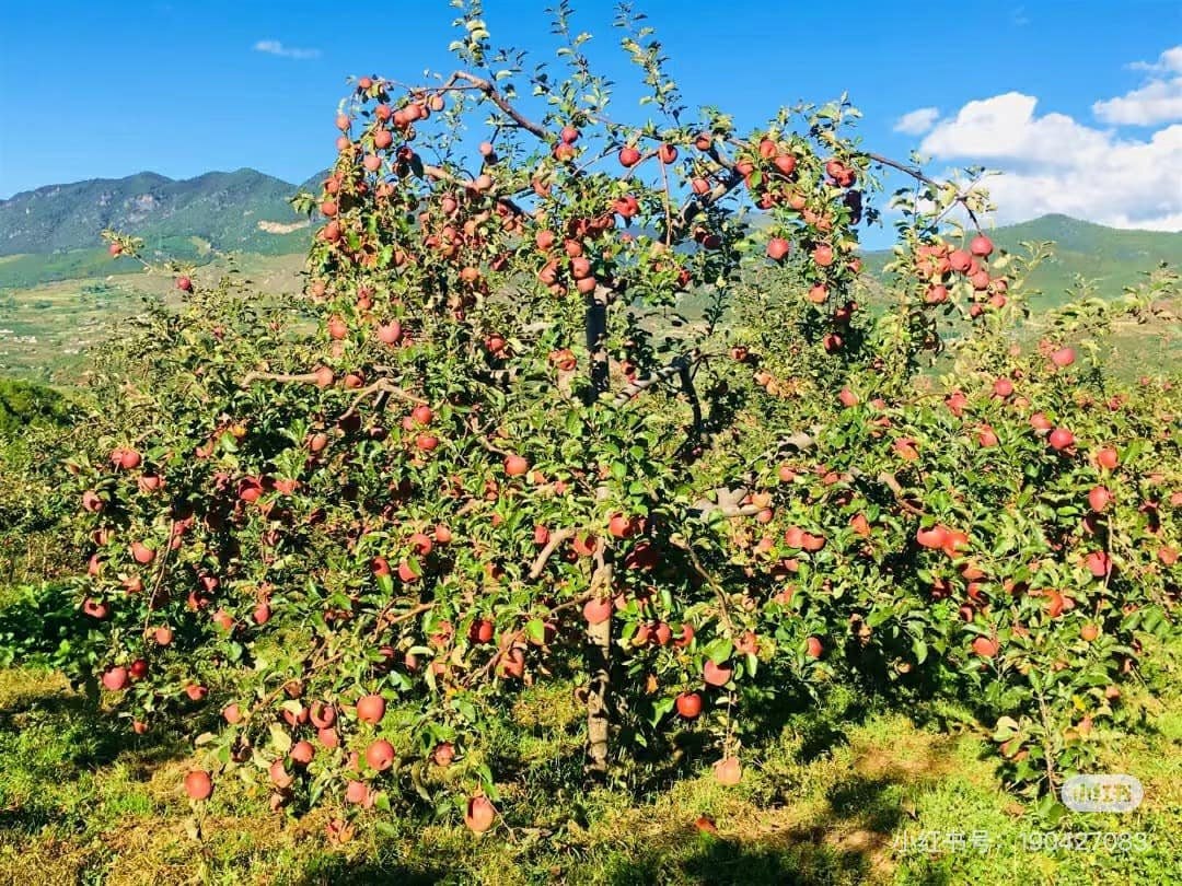 Được quảng cáo ngon như hàng Nhật giá tiền triệu, loại quả 10.000 đồng/kg này có gì mà hấp dẫn đến vậy?- Ảnh 3.