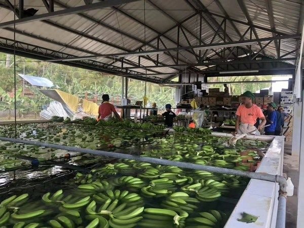 Một loại quả trồng khắp Việt Nam sang Trung Quốc bất ngờ thành hàng hot: Ưu đãi thuế nhập khẩu 0%, thu hơn 200 triệu USD kể từ đầu năm- Ảnh 1. Một loại quả trồng khắp Việt Nam sang Trung Quốc bất ngờ thành hàng hot: Ưu đãi thuế nhập khẩu 0%, thu hơn 200 triệu USD kể từ đầu năm- Ảnh 1.