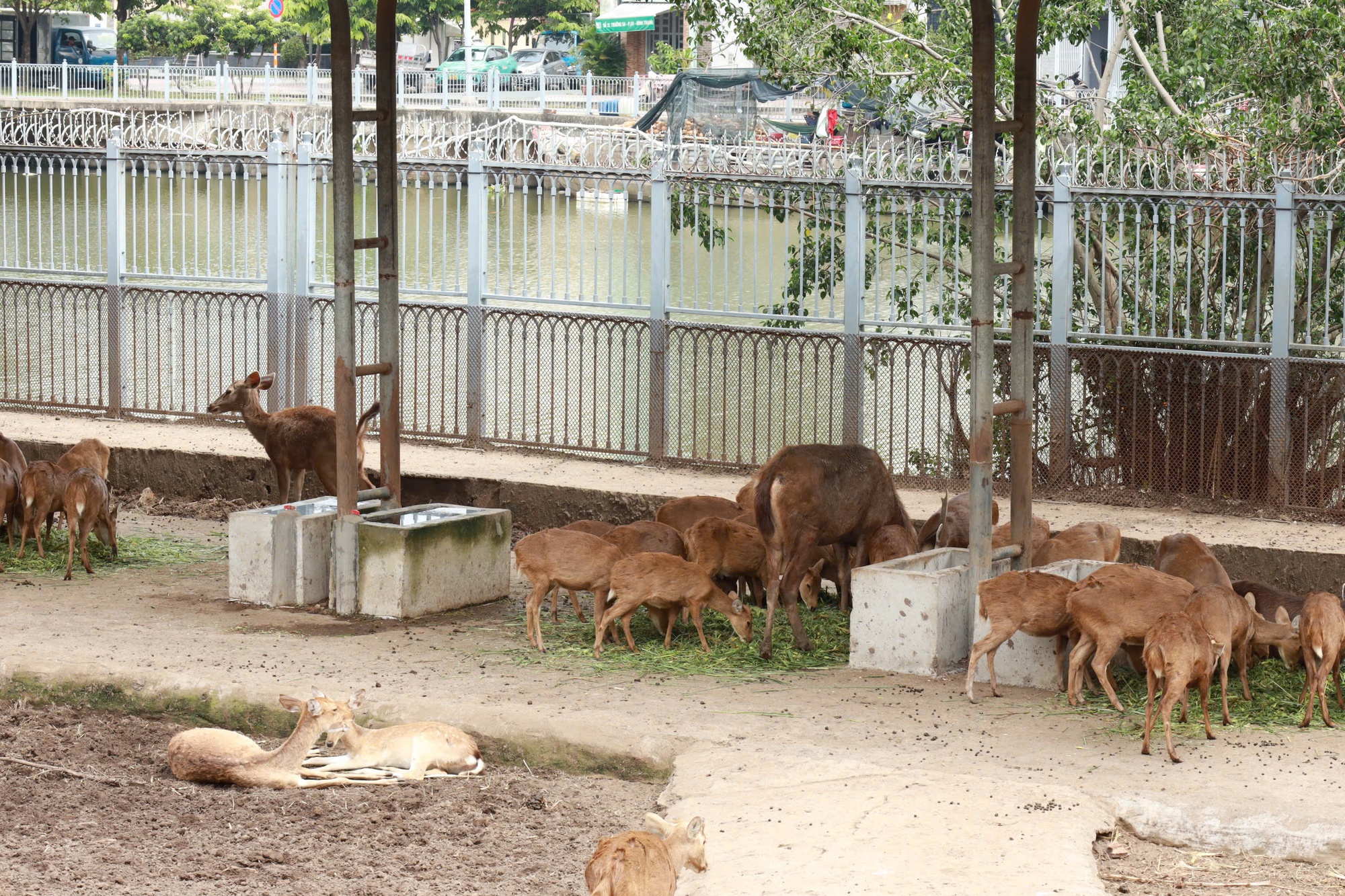 Bữa ăn của đàn thú ra sao trong lúc Thảo Cầm Viên Sài Gòn nợ 800 tỉ đồng?- Ảnh 9.