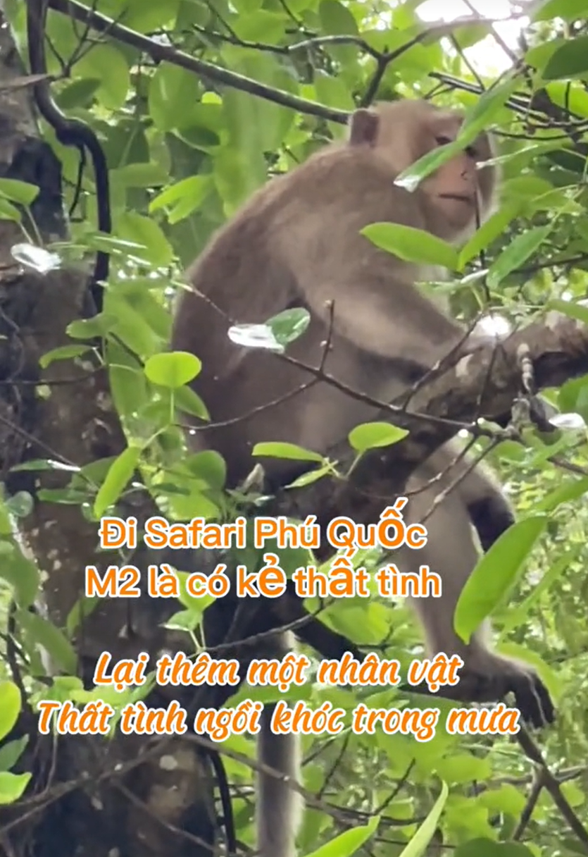 Đã buồn mà đi Phú Quốc còn gặp phải cảnh não lòng tại Safari, sở thú hay thiên đường của những tâm hồn ‘trống vắng”?- Ảnh 6.