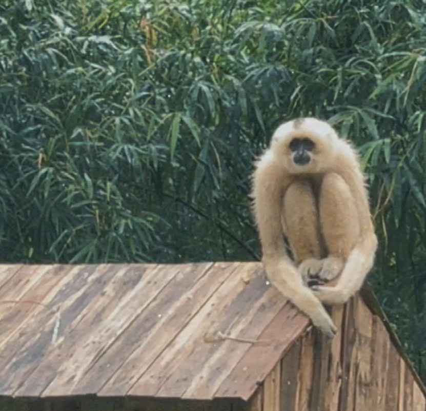 Đã buồn mà đi Phú Quốc còn gặp phải cảnh não lòng tại Safari, sở thú hay thiên đường của những tâm hồn ‘trống vắng”?- Ảnh 10.