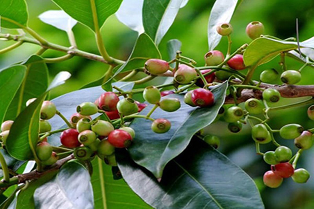 Đừng chỉ ăn lá, nụ loài cây này 