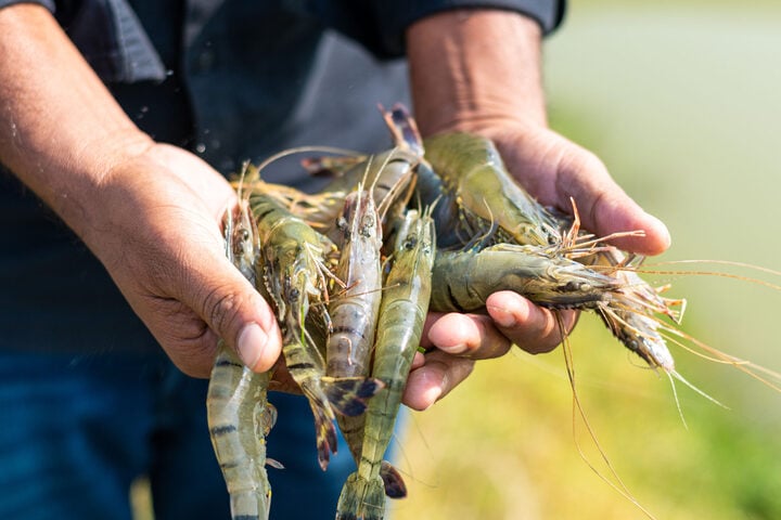 Vì sao tôm sống màu xanh xám nhưng khi nấu chín có màu đỏ?- Ảnh 2.