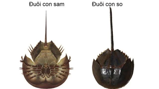 Hai người ngộ độc, nguy kịch vì ăn nhầm so biển tại quán ốc- Ảnh 1.