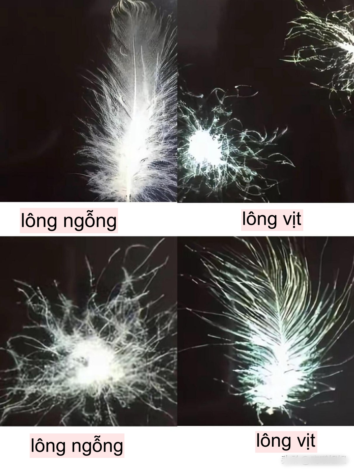 Cùng 1 chiếc áo khoác lông vũ, mua online và mua tại cửa hàng truyền thống có gì khác biệt?- Ảnh 6.