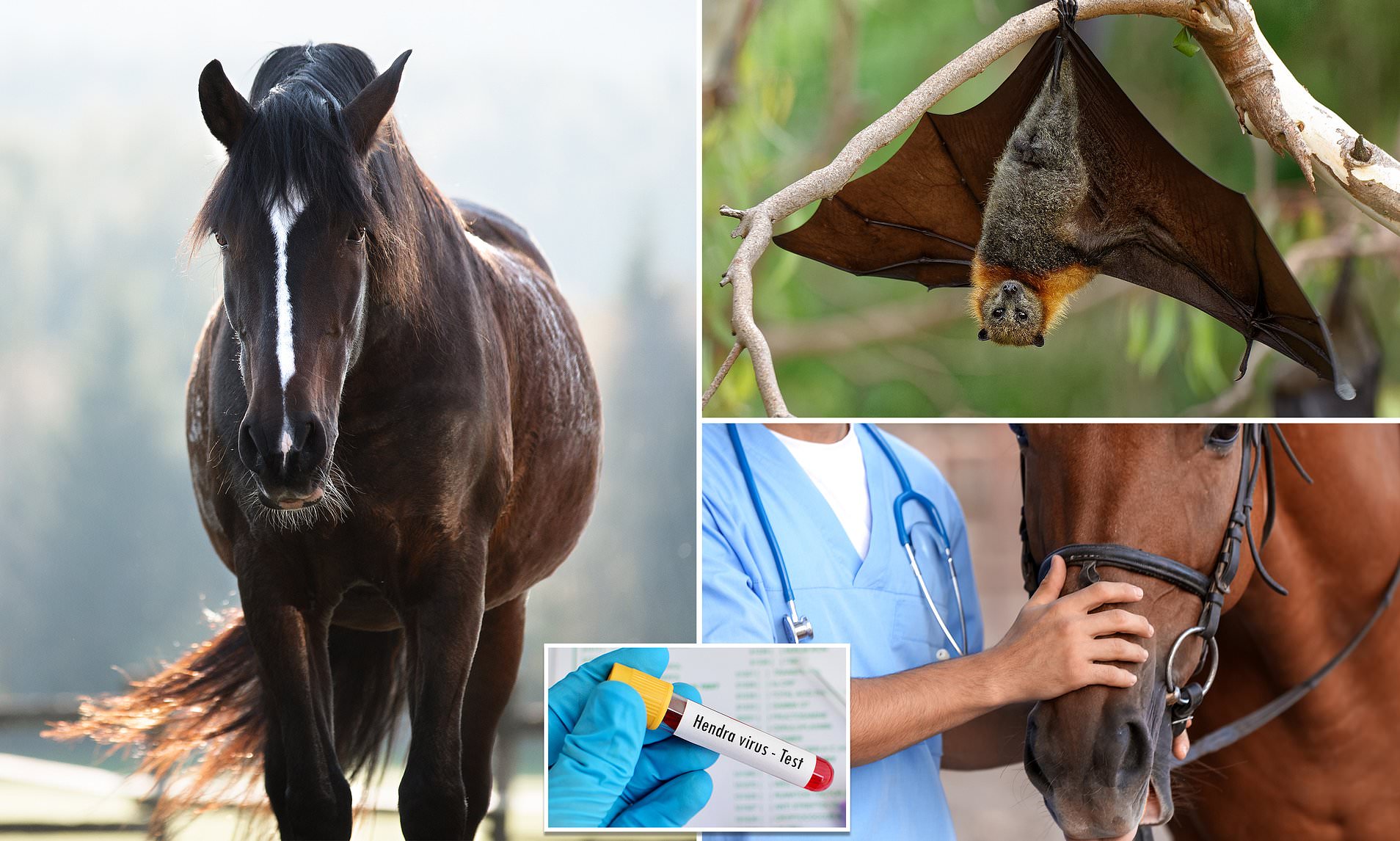 300 ống chứa virus nguy hiểm chết người ở Australia là những virus gây bệnh gì?- Ảnh 2.