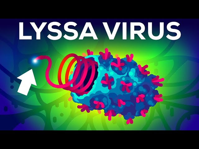 300 ống chứa virus nguy hiểm chết người ở Australia là những virus gây bệnh gì?- Ảnh 3.