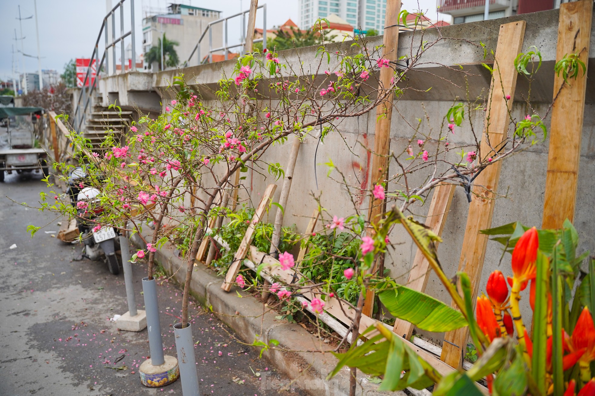 Đ&agrave;o, quất xuống phố mang kh&ocirc;ng kh&iacute; Tết đến sớm với người d&acirc;n Thủ đ&ocirc;- Ảnh 1.