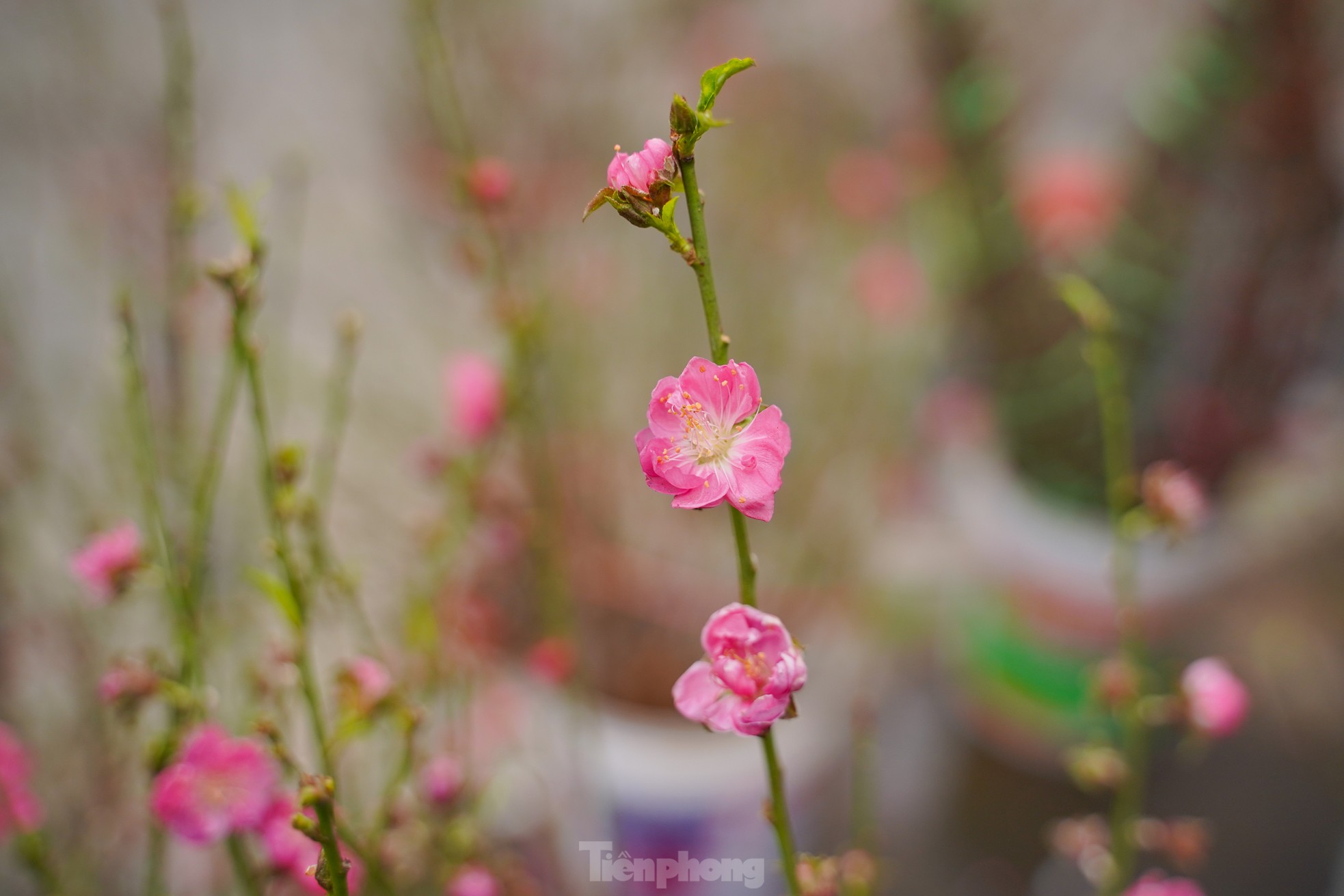 Đ&agrave;o, quất xuống phố mang kh&ocirc;ng kh&iacute; Tết đến sớm với người d&acirc;n Thủ đ&ocirc;- Ảnh 5.