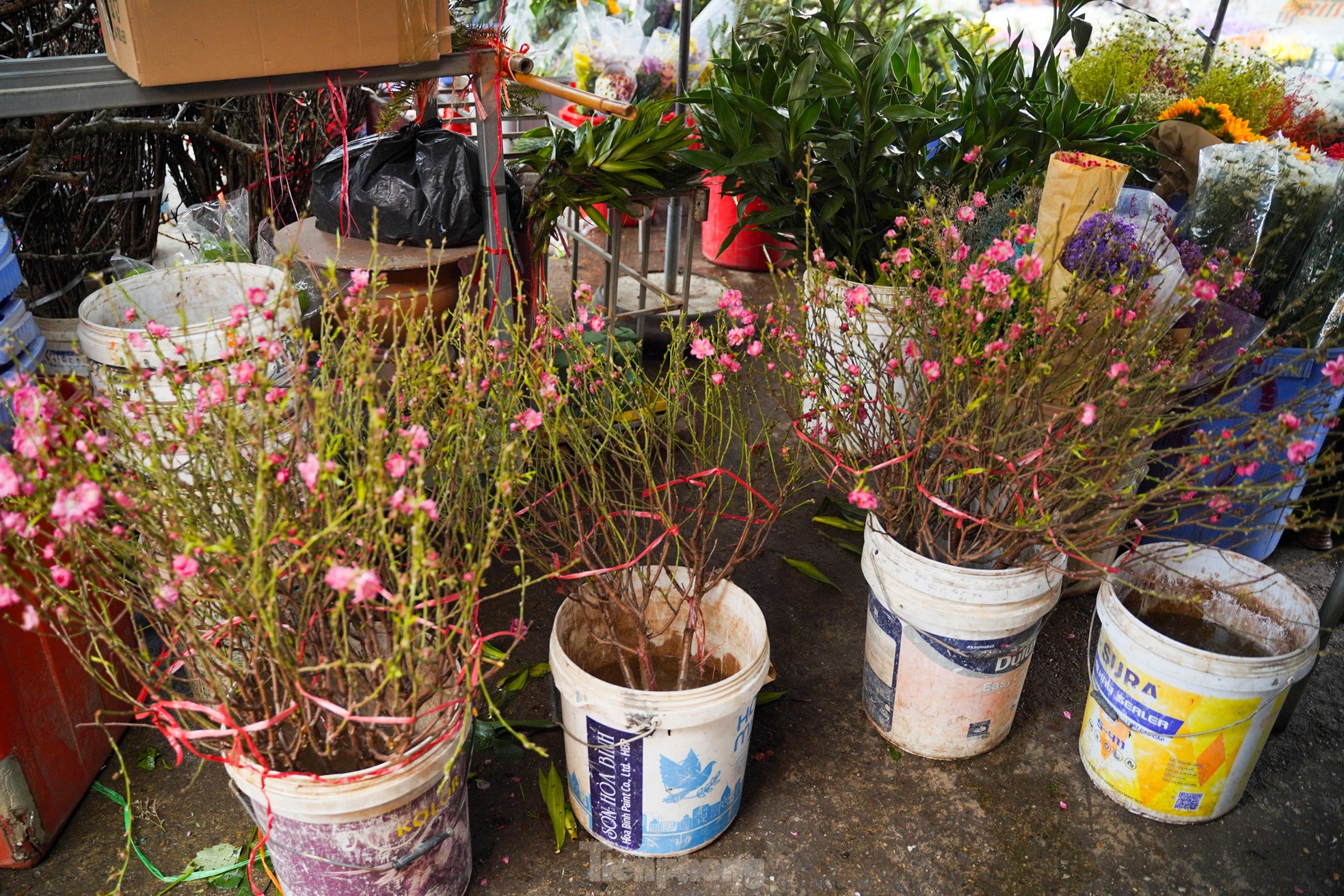 Đ&agrave;o, quất xuống phố mang kh&ocirc;ng kh&iacute; Tết đến sớm với người d&acirc;n Thủ đ&ocirc;- Ảnh 4.