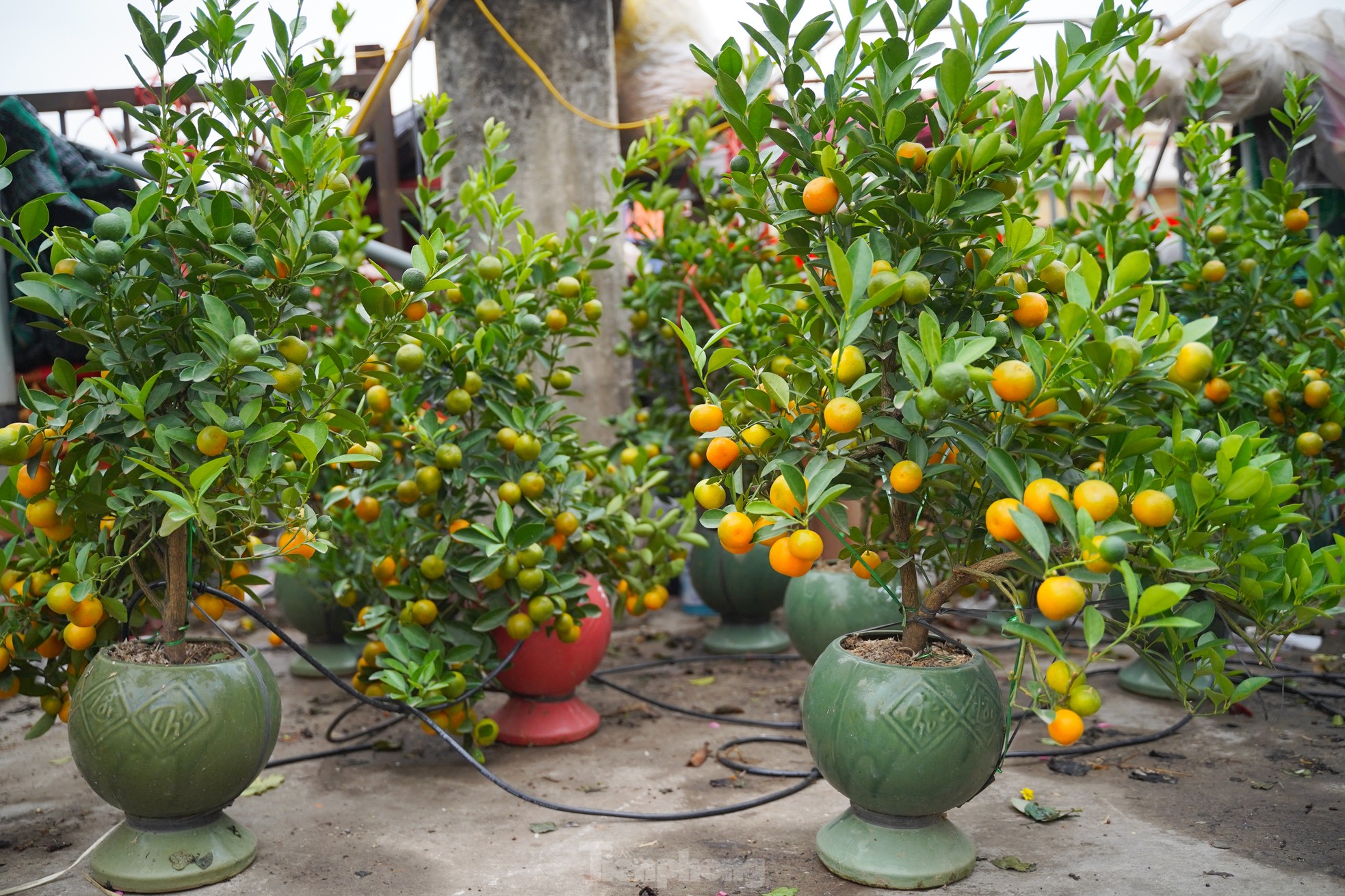 Đ&agrave;o, quất xuống phố mang kh&ocirc;ng kh&iacute; Tết đến sớm với người d&acirc;n Thủ đ&ocirc;- Ảnh 14.