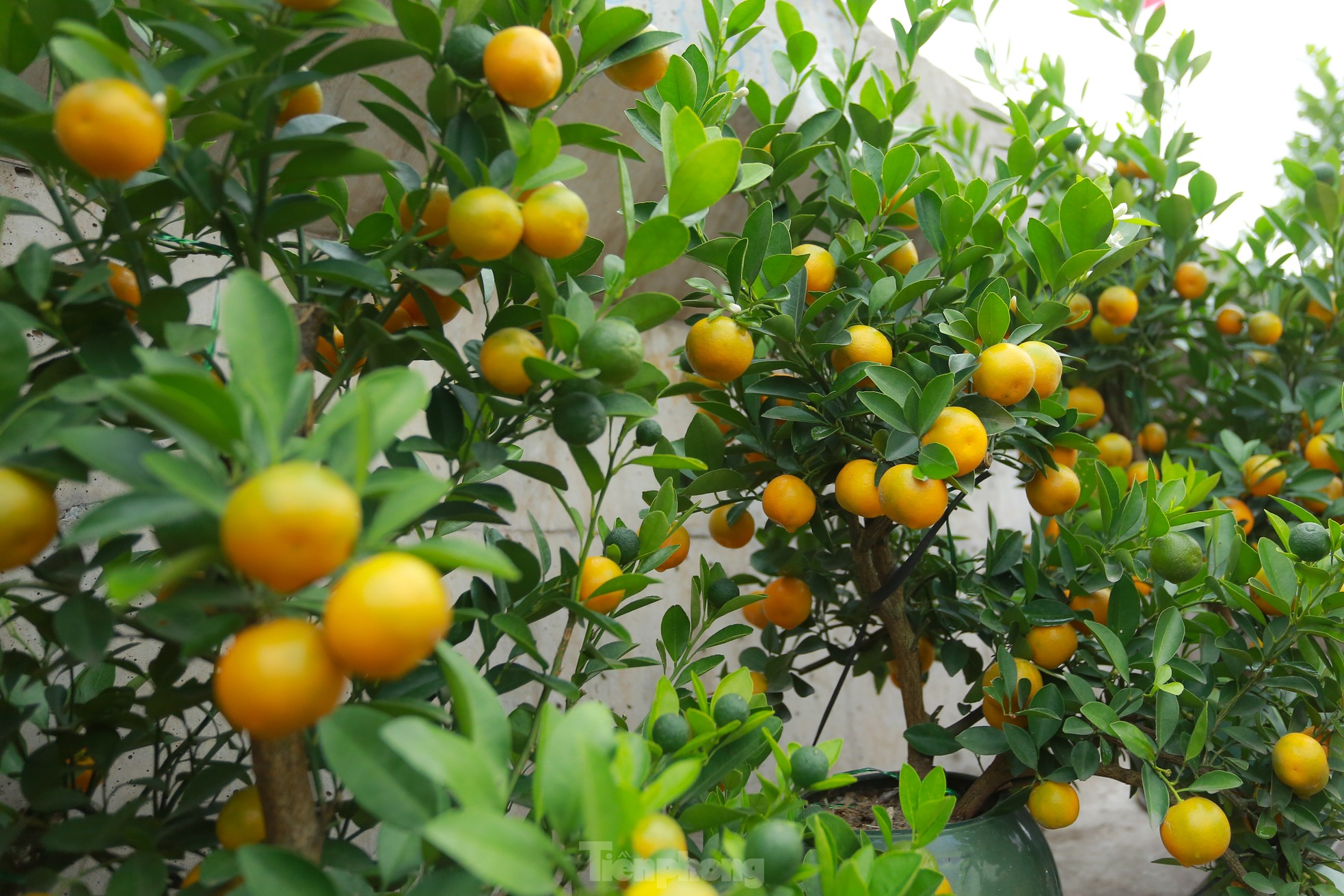 Đ&agrave;o, quất xuống phố mang kh&ocirc;ng kh&iacute; Tết đến sớm với người d&acirc;n Thủ đ&ocirc;- Ảnh 13.