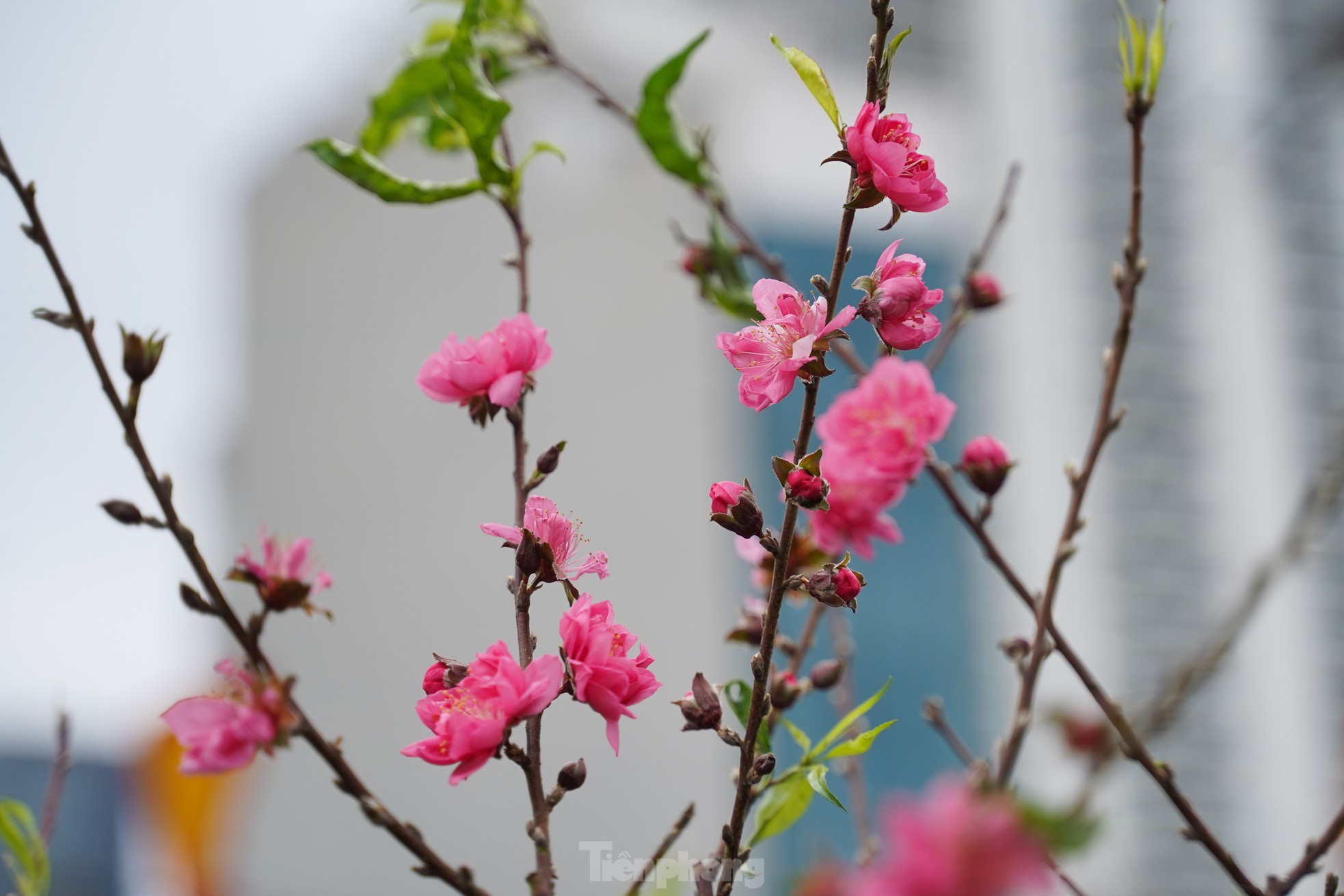 Đ&agrave;o, quất xuống phố mang kh&ocirc;ng kh&iacute; Tết đến sớm với người d&acirc;n Thủ đ&ocirc;- Ảnh 10.