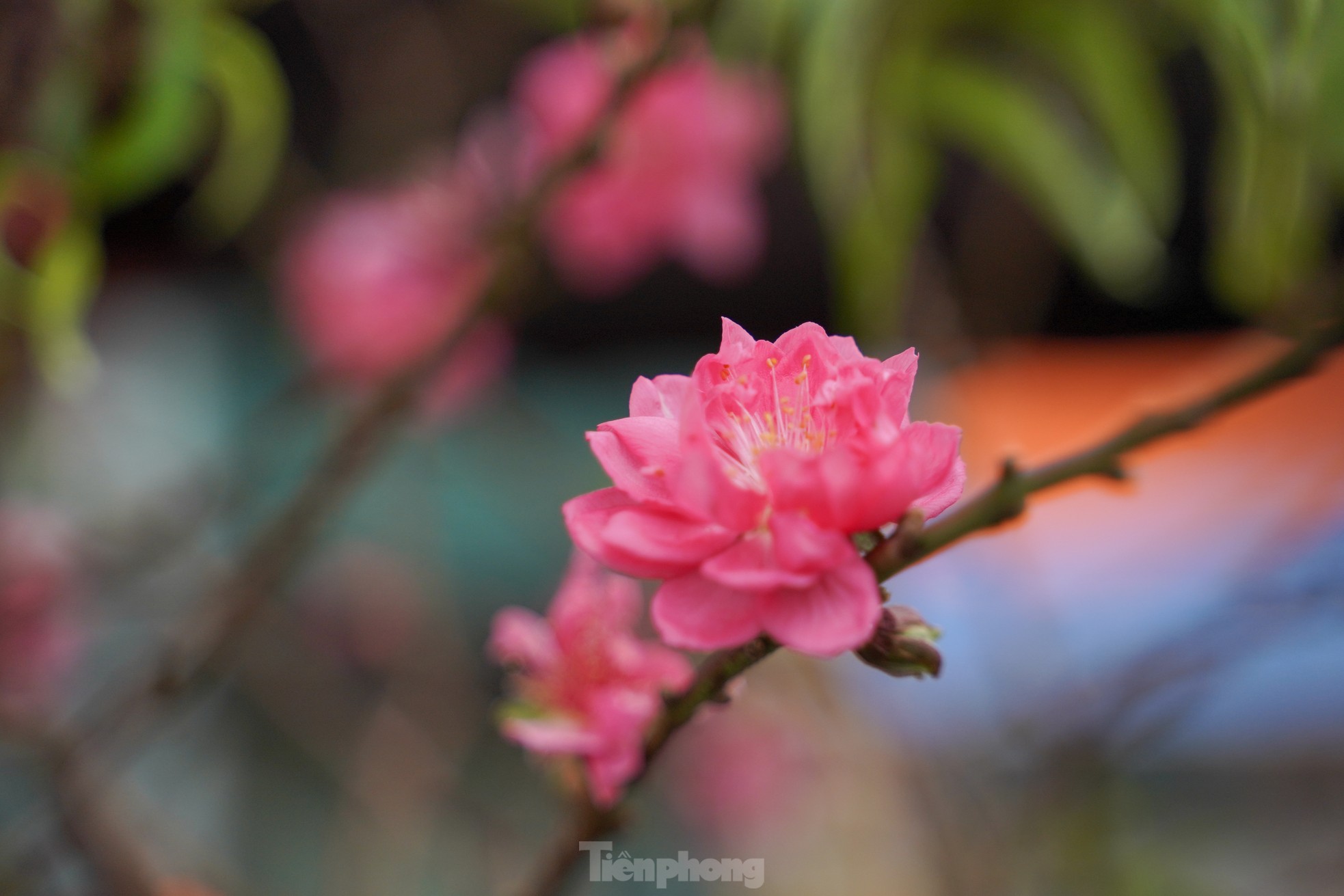 Đ&agrave;o, quất xuống phố mang kh&ocirc;ng kh&iacute; Tết đến sớm với người d&acirc;n Thủ đ&ocirc;- Ảnh 12.