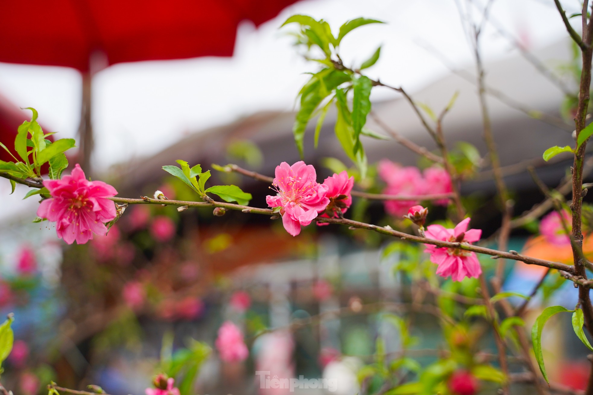 Đ&agrave;o, quất xuống phố mang kh&ocirc;ng kh&iacute; Tết đến sớm với người d&acirc;n Thủ đ&ocirc;- Ảnh 11.