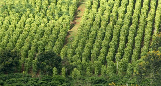 Một loại nông sản thế giới đang lên cơn khát nhưng Việt Nam sở hữu hơn 100.000 ha: Mỹ, Đức liên tục chốt đơn, nước ta là ông trùm xuất khẩu toàn cầu- Ảnh 1.