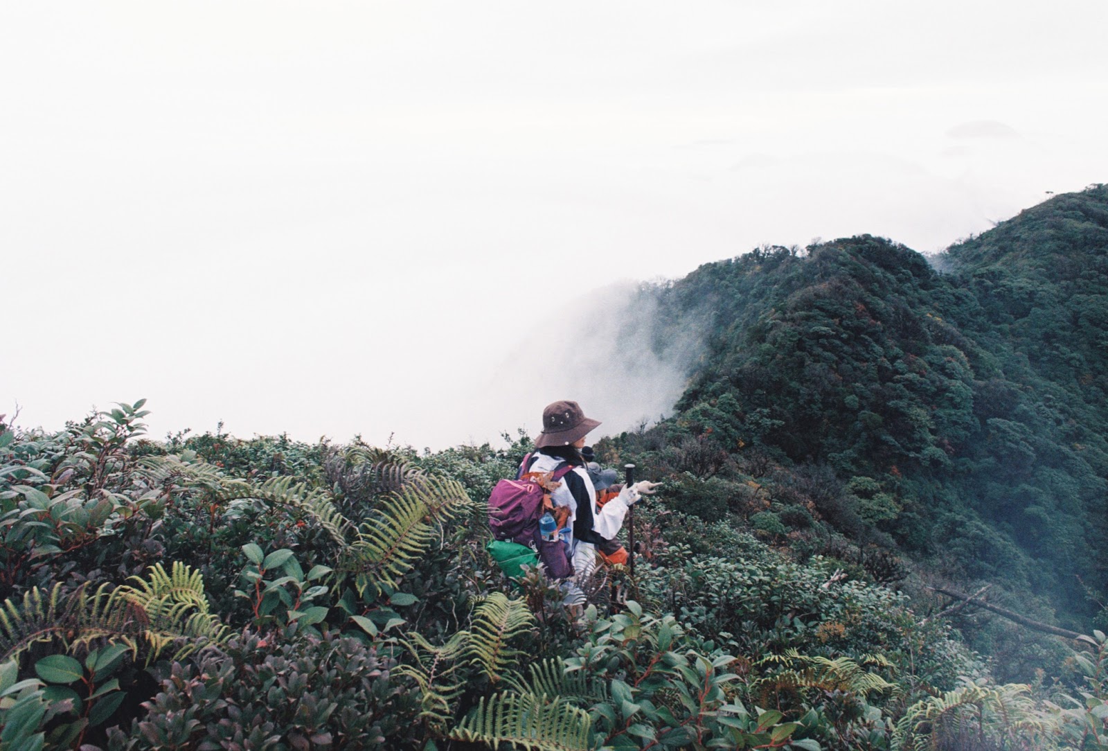 Theo chân trekker xuyên rừng lên đỉnh Sa Mu- Ảnh 6.