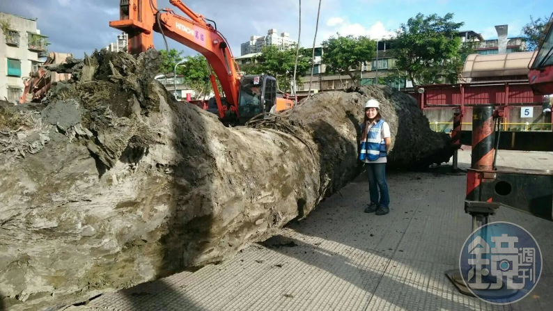 Đào đất tại công trường, đội công nhân "khoe" phát hiện cây gỗ dài 35m, tỏa mùi thơm: Hiện trường lập tức được phong tỏa- Ảnh 2.