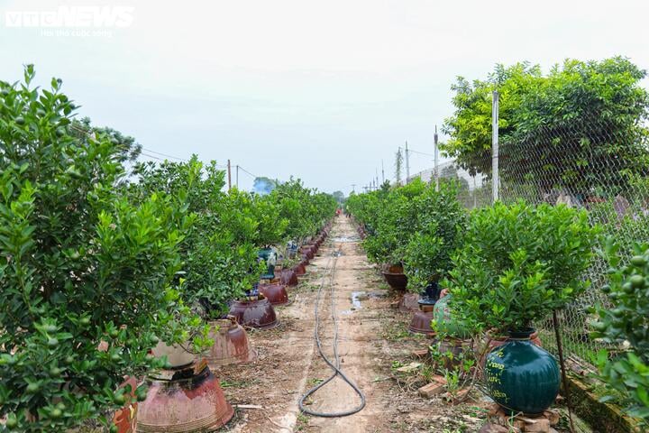 Bị bão lũ lịch sử tàn phá, đào, quất cảnh Hà Nội có kịp đón Tết Nguyên đán?- Ảnh 2.