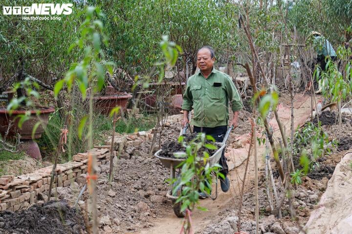 Bị bão lũ lịch sử tàn phá, đào, quất cảnh Hà Nội có kịp đón Tết Nguyên đán?- Ảnh 11.